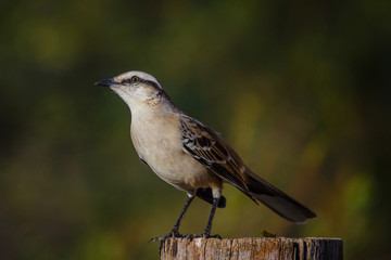 Calandria
