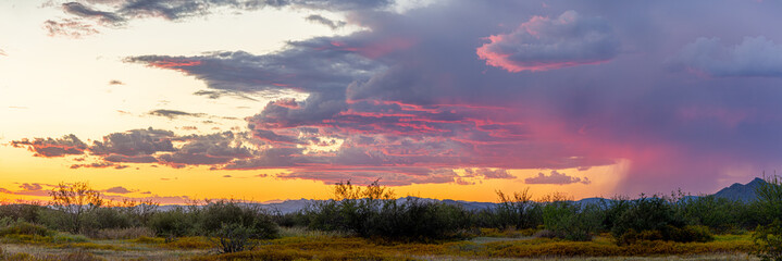 Panoramic image of the Sonoran Desert of Arizona during sunset with distant rain and blue skies. - obrazy, fototapety, plakaty