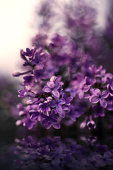 Lilac flowers on blurry background reflected in water in twilight