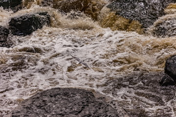 Flying bird River gull over the turbulent flow of the river in the spring