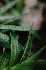 Rain drops on plants