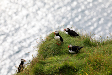 Vik / Iceland - August 15, 2017: Puffins at Dyrholaey promontory, Vik, Iceland, Europe