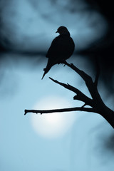 bird on a branch