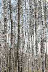 Obraz premium Birkenwald