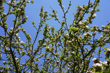 Apfelblütenlandschaft vor blauem Himmel