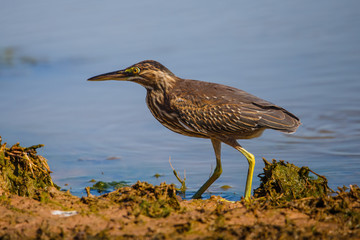 Garza azulado
