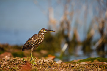 Garza azulada