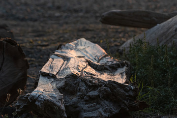 old white peice of driftwood lit up