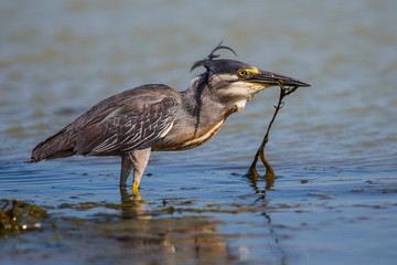 Garza azulada