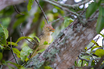 Angry yellow bird on tree branch