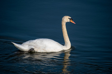 Majestic Swan on the River Arun in West Sussex on a warm spring day.