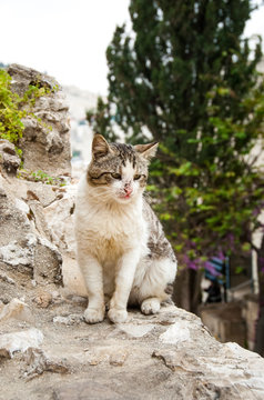 Stray cat sitting on wall, Old City Jerusalem, Israel