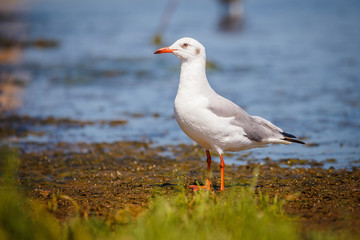 Gaviota