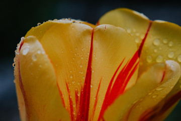 Rain drops on flowers