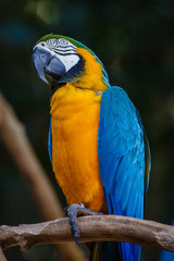 Guacamayo