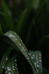 Rain drops on plants