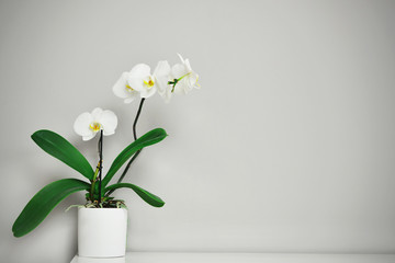 Beautiful tropical orchid flowers in pot on gray background, top view. Space for text.