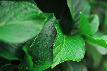 Beautiful green leaf texture with drops of water.