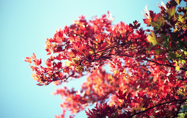 35mm film scan of fall foliage 