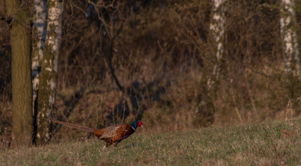 Color nice pheasant on orange meadow in sunset evening time