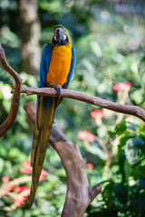 Guacamayo