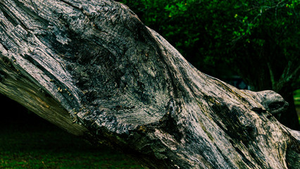 old tree trunk