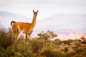 Guanaco