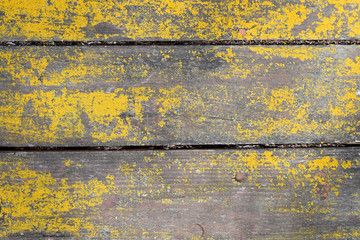 Wooden surface covered with yellow mustard color fungus and moss.