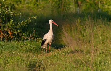 White stork, Ciconia ciconia. In the early morning, a bird walks through the meadow looking for food