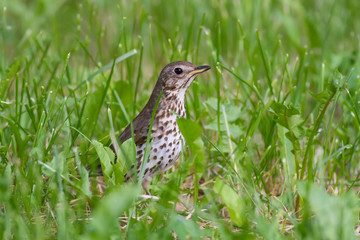 Song thrush, Turdus philomelos. Bird walks through the grass looking for worms