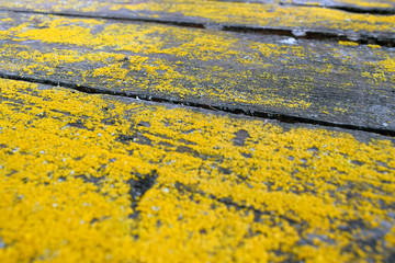 Wooden surface covered with yellow mustard color fungus and moss.