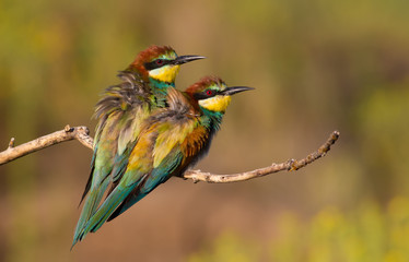 European bee eater, Merops apiaster. Early morning. Family of birds sitting on a branch, huddled together