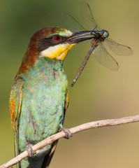 European bee eater, Merops apiaster. Sunny morning. An adult bird has caught a beautiful dragonfly and holds it in its beak