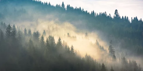 Poster Mistig bos mist boven het bos op de heuvel. mysterieus mistig weer in de ochtend. fantastisch berglandschap