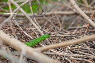 Green lizard, Lacerta viridis, in branches and leaves