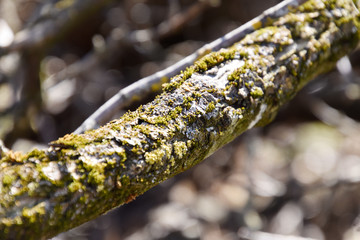 Green tree moss closeup. 