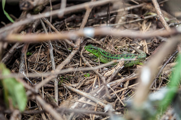 Green lizard, Lacerta viridis, in branches and leaves