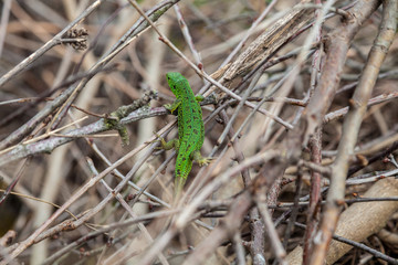 Green lizard, Lacerta viridis, in branches and leaves