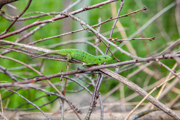 Green lizard, Lacerta viridis, in branches and leaves