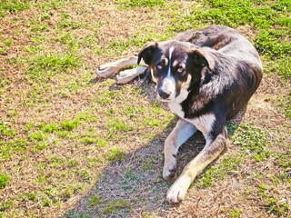 A street dog lies on the grass and looks forward