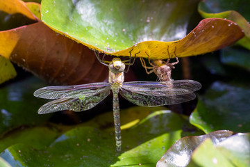 Close-up of a dragonfly on a lily pad