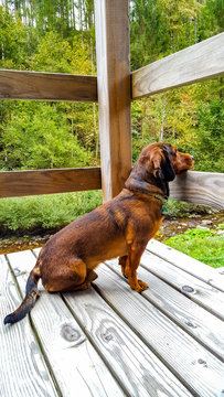 bored dog on the balcony
