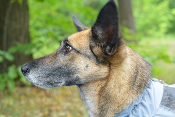Male dog with brown eyes. The dog is sitting and looking straight. Cloudy day in the park. A close-up portrait of cute dog.