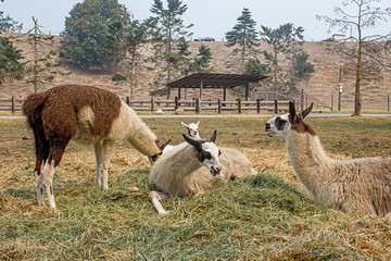 colorful brown and white llama lay and graze together