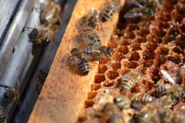 пчелы на сотах в улье