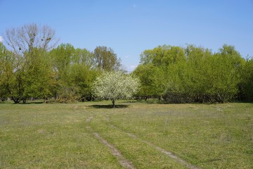 Weiß blühender Obstbaum auf einer Wiese im Sonnenlicht bei blauem Himmel