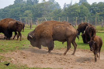 Fototapeta premium herd of buffalo together in group on green grass