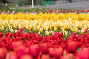 満開のチューリップの花　千葉県袖ケ浦市　日本
