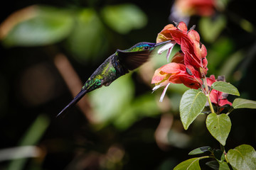 Colibri