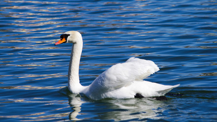 Naklejka premium swan on the lake
